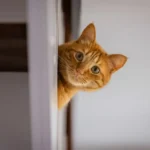 Hidden Micro-Signals in Cats: Ultra-Subtle Feline Communication System