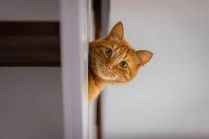 Hidden Micro-Signals in Cats: Ultra-Subtle Feline Communication System
